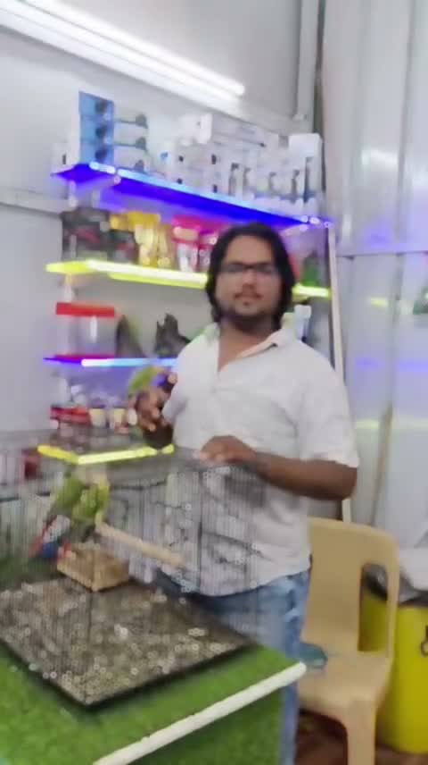 Pineapple Headed Conure, farm video