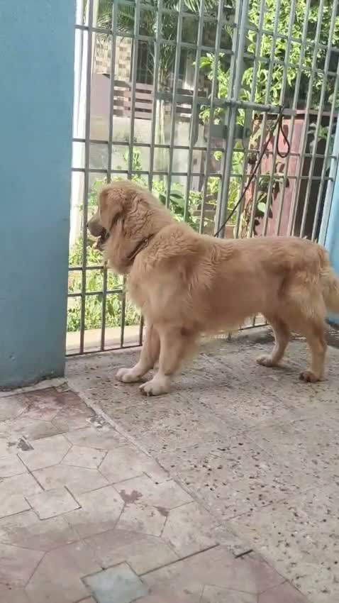 Golden Retriever, farm video