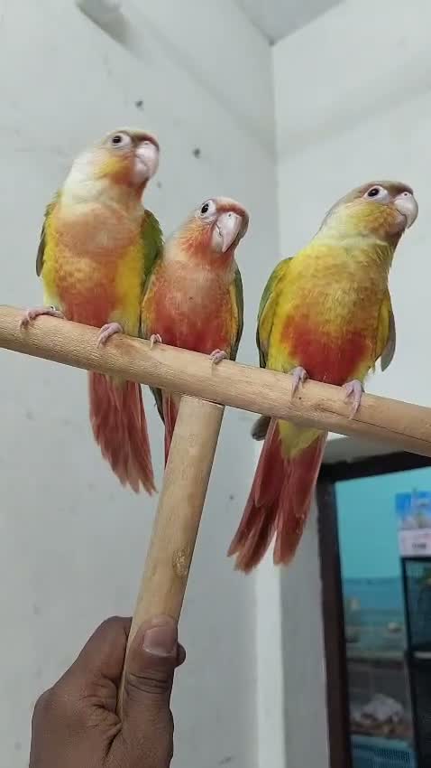 Pineapple Headed Conure, farm video
