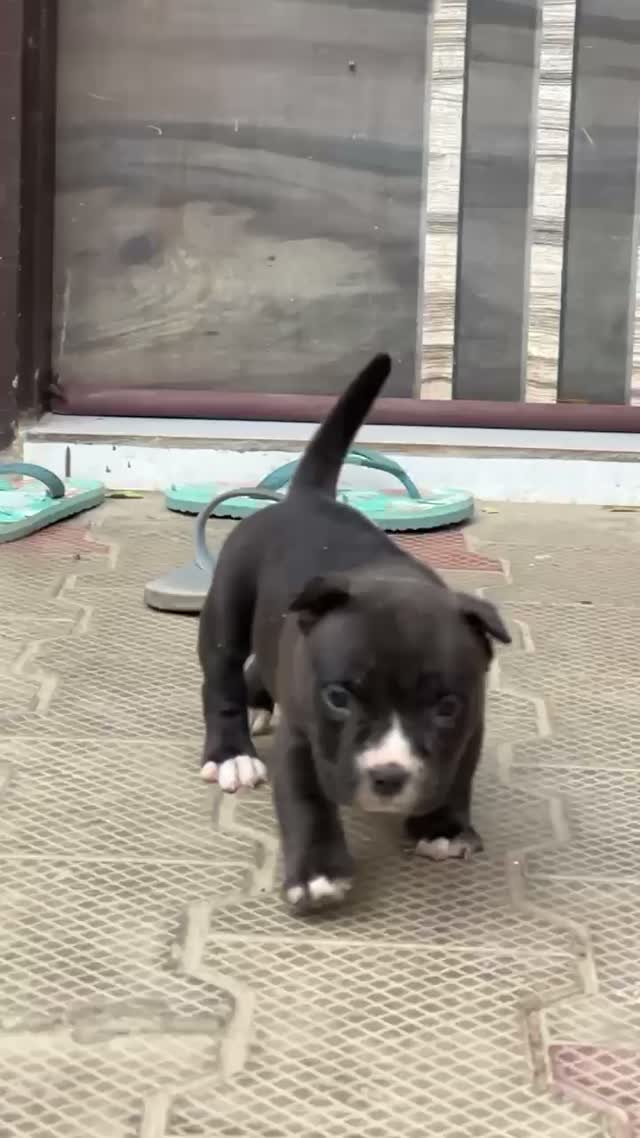 American Bully Pocket Size Puppy, farm video