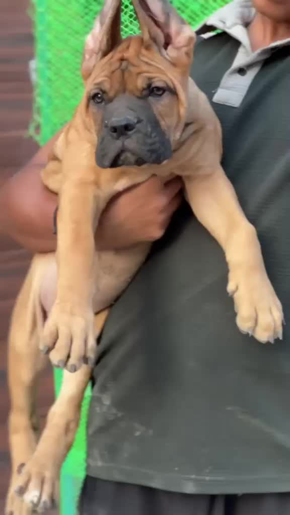Cane Corso Puppy, farm video