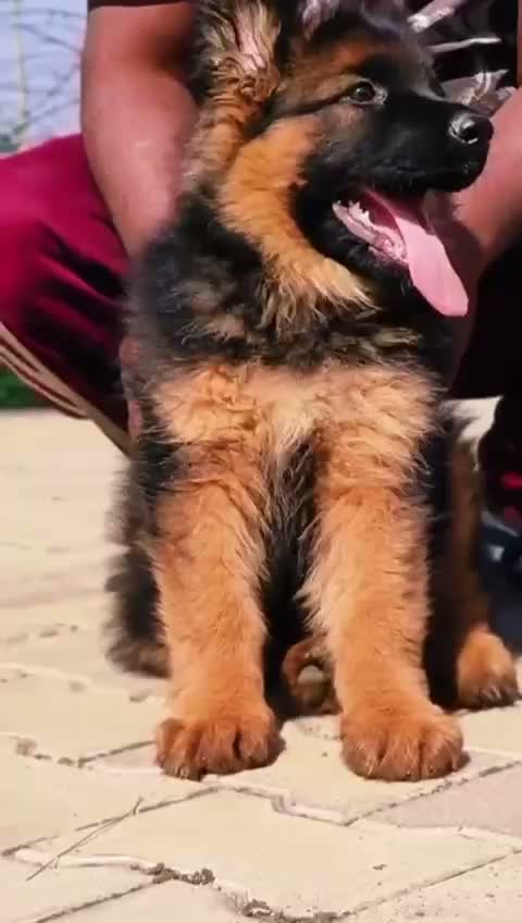 German Shepherd Puppy | Pure White, farm video