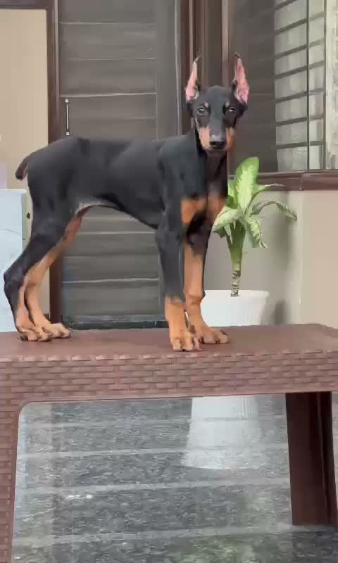 European Doberman Puppy, farm video