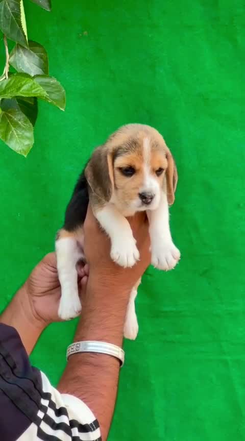 Beagle Black & Tan Puppy, farm video