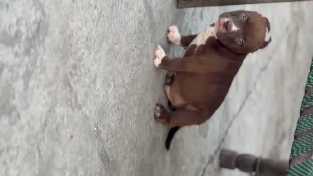 American Bully Pocket Size Puppy, farm video
