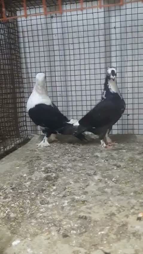Satin Pigeon, farm video