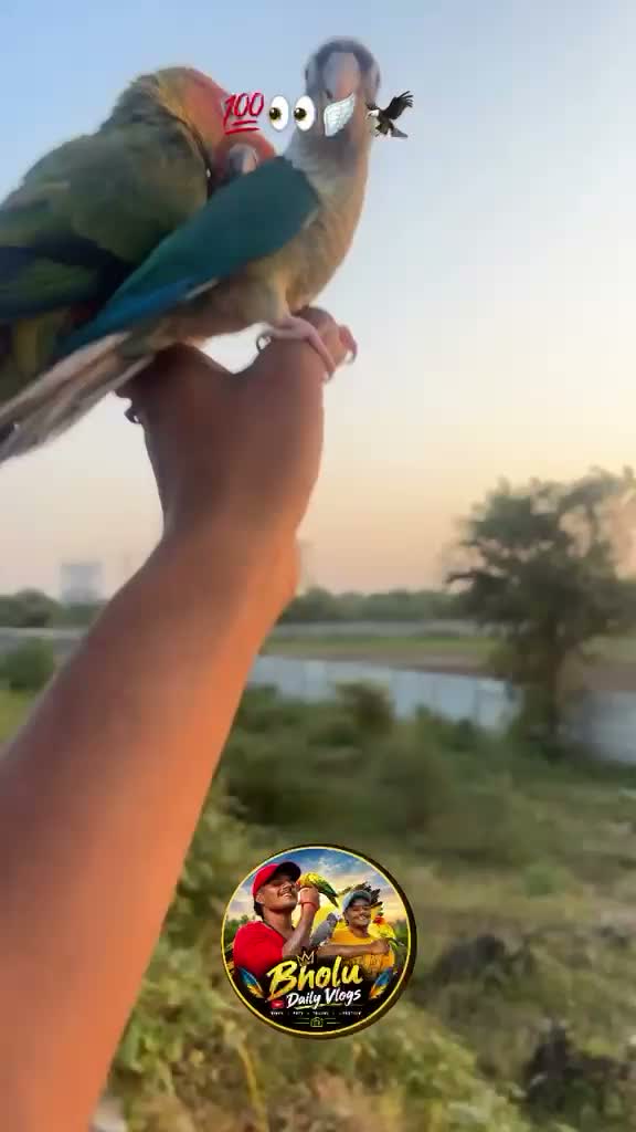 Sun Conure, farm video