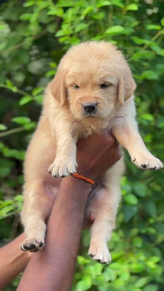 Golden Retriever, farm video