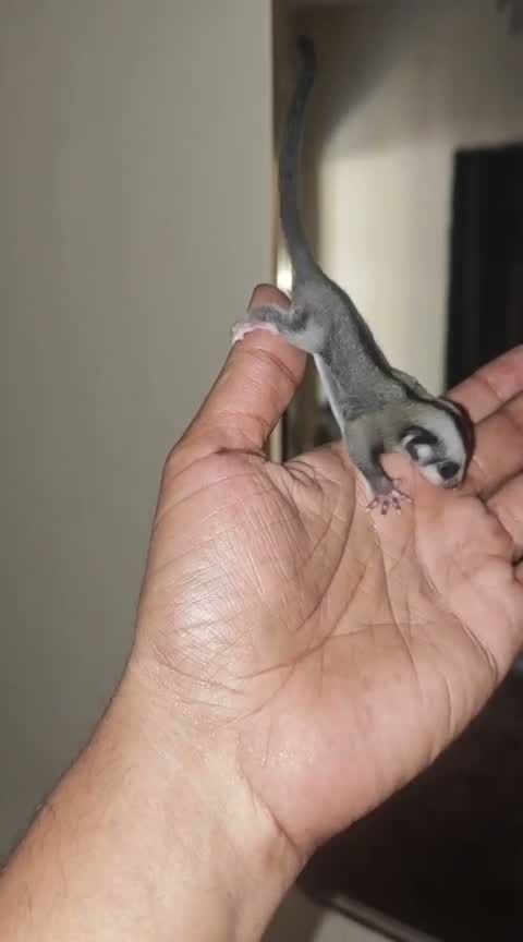 Sugar Glider | Grey, farm video
