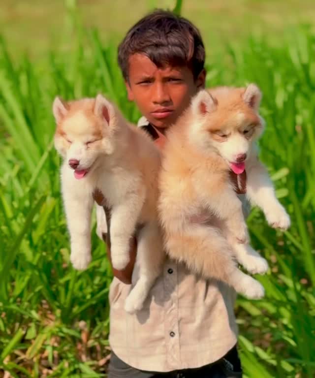 Siberian Husky Puppy | Black & White Color, farm video