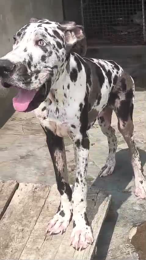Great Dane Puppy, farm video