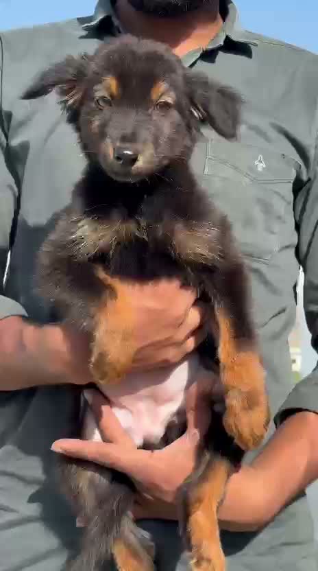 German Shepherd Puppy, farm video