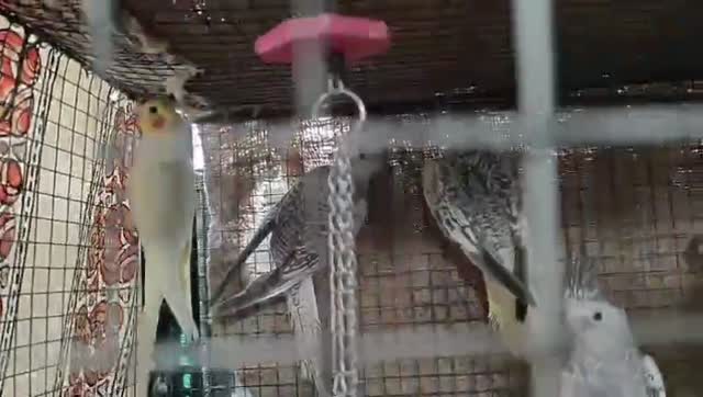 Cockatiel, farm video