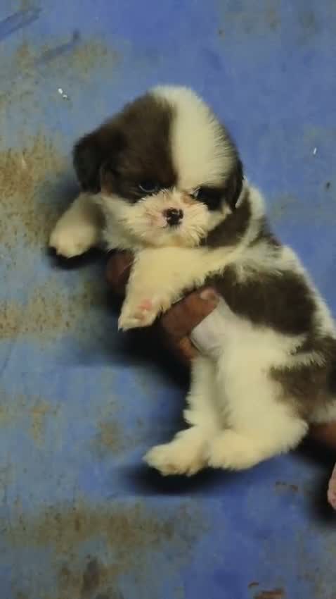 Dachshund Puppy, farm video