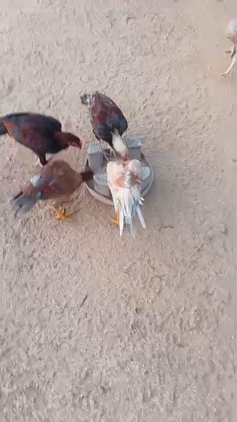 Dachshund Puppy, farm video