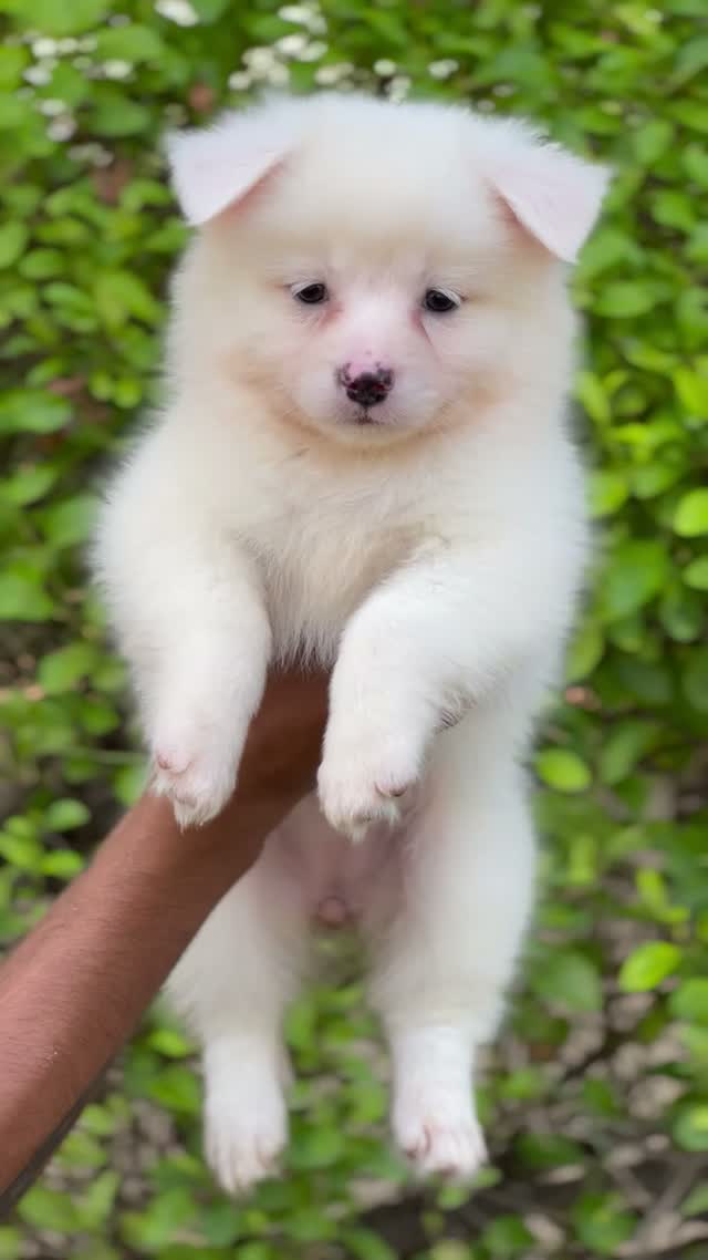 Pomeranian Puppy, farm video