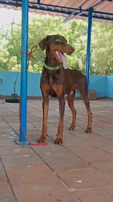 European Doberman Puppy, farm video