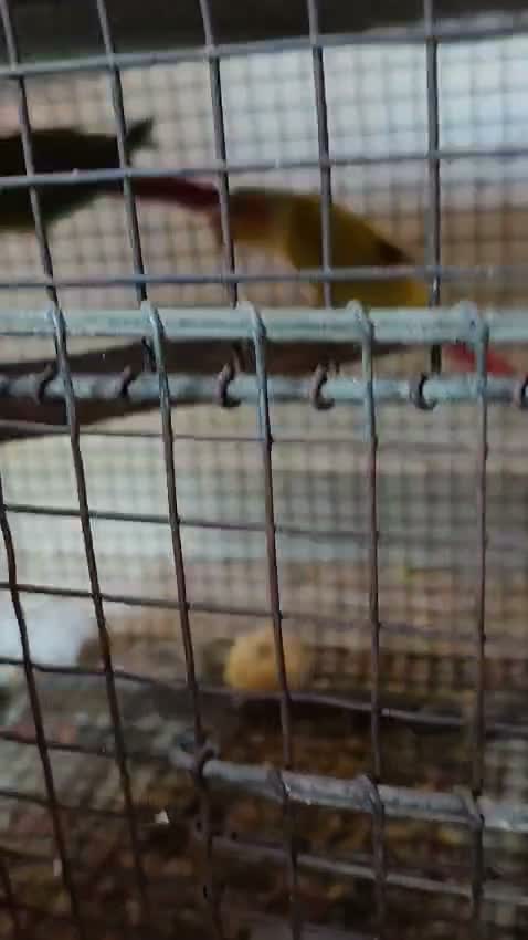 Pineapple Headed Conure, farm video
