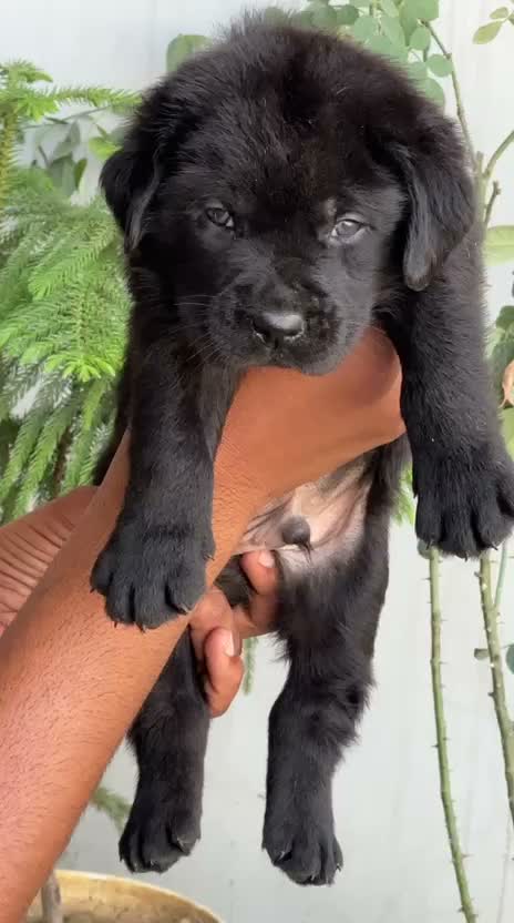 Beagle Black & Tan Puppy, farm video
