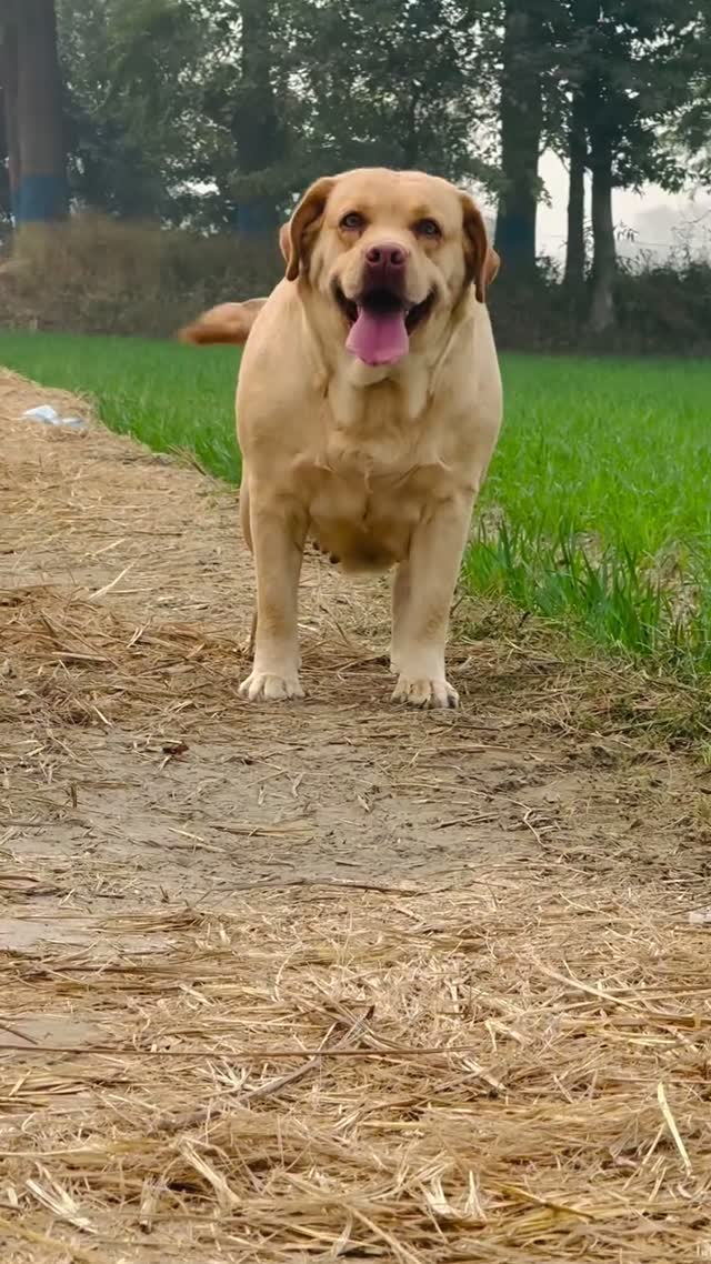 Beagle Black & Tan Puppy, farm video