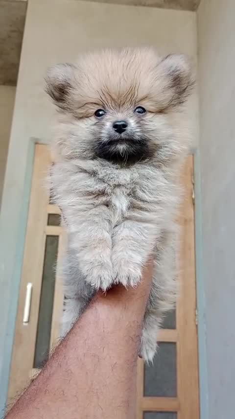 Culture Pom Puppy, farm video
