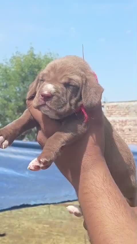 Pointer Puppy, farm video