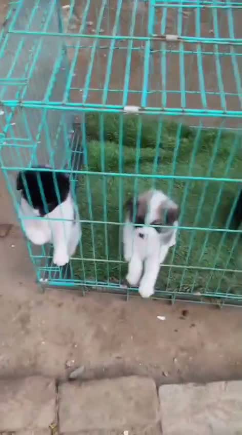 Pomeranian Puppy, farm video