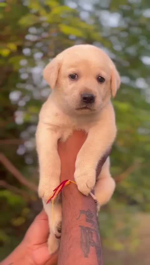 Beagle Black & Tan Puppy, farm video