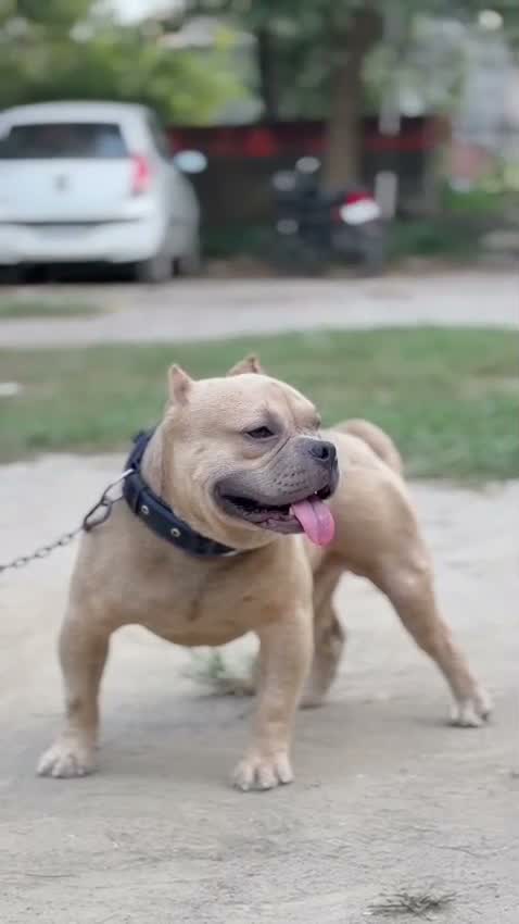 American Bully Pocket Size Puppy, farm video