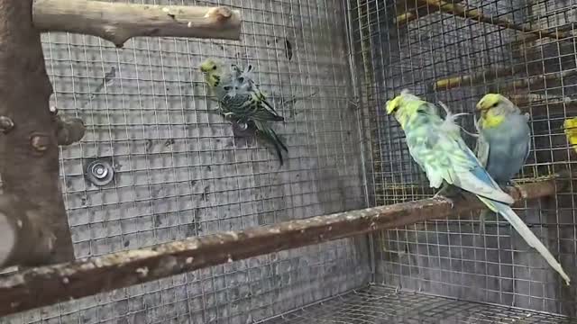 Helicopter Budgies, farm video