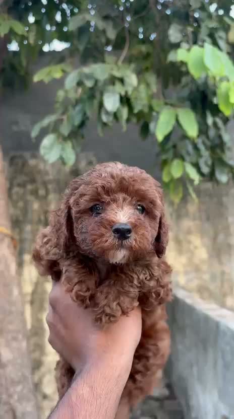 Toy Poodle Puppy, farm video