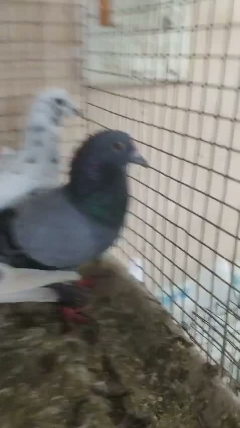 Satin Pigeon, farm video