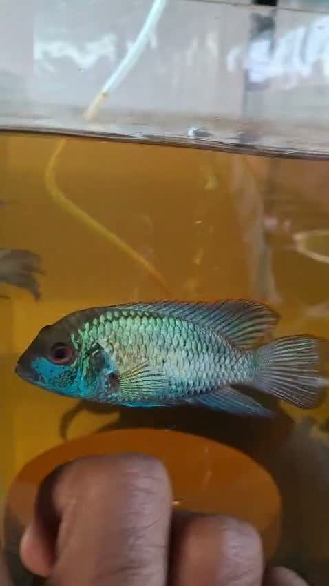 Blue Throated Conure, farm video