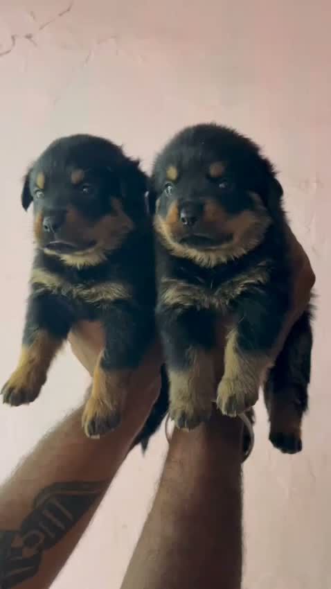 Rottweiler Puppy, farm video