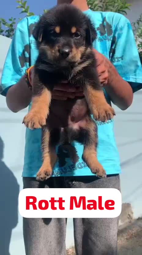 Rottweiler Puppy, farm video