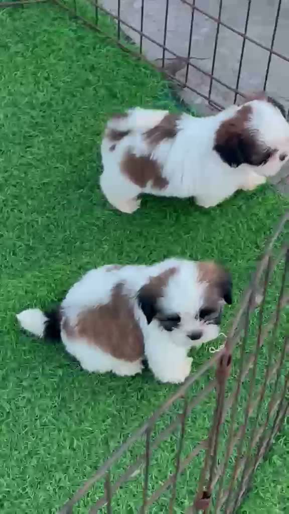 Shih Tzu | Black Color, farm video