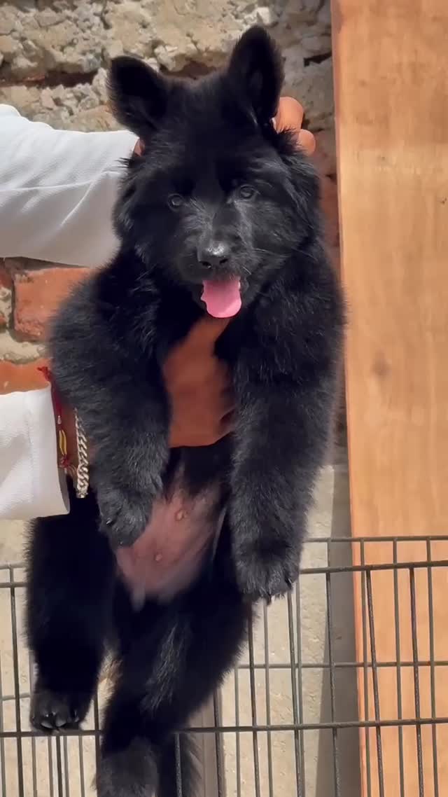 German Shepherd Puppy, farm video