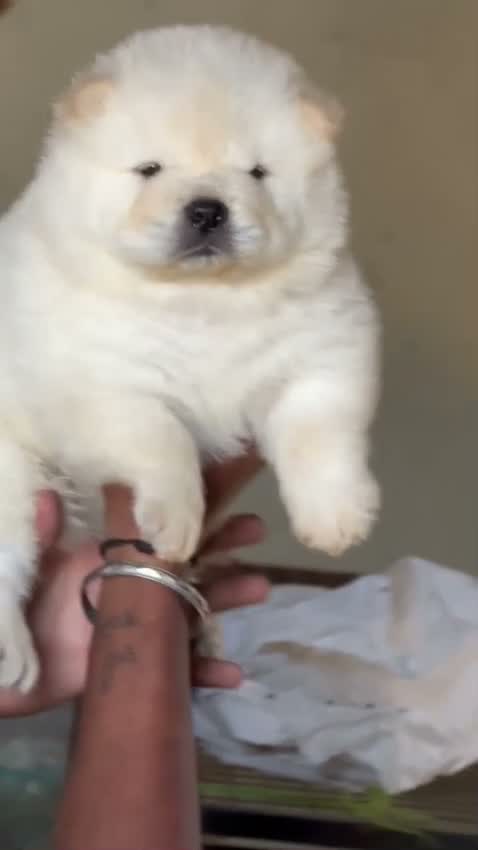 Chow Chow Puppies, farm video