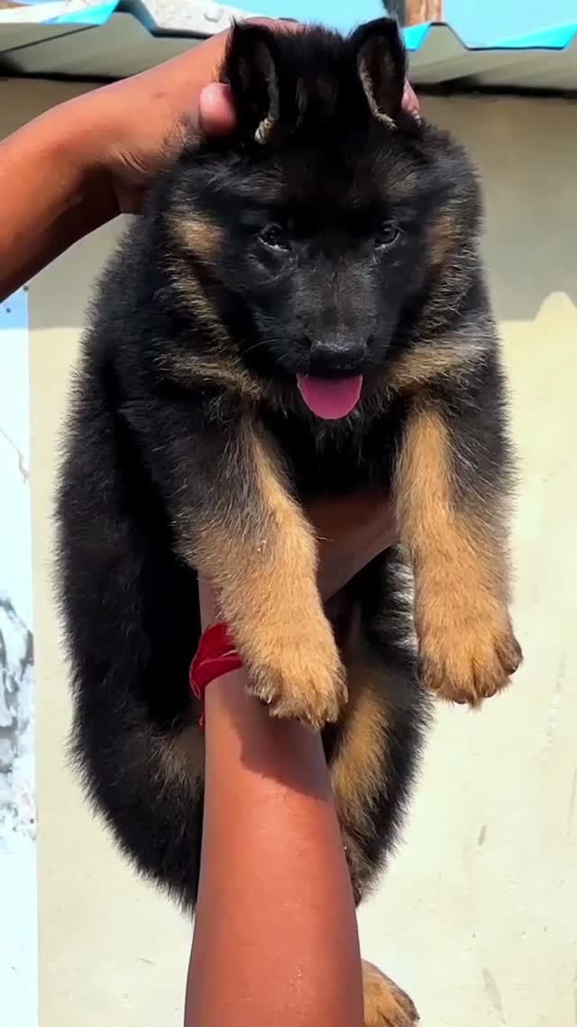German Shepherd Puppy, farm video