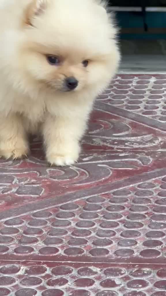 Pomeranian Puppy, farm video