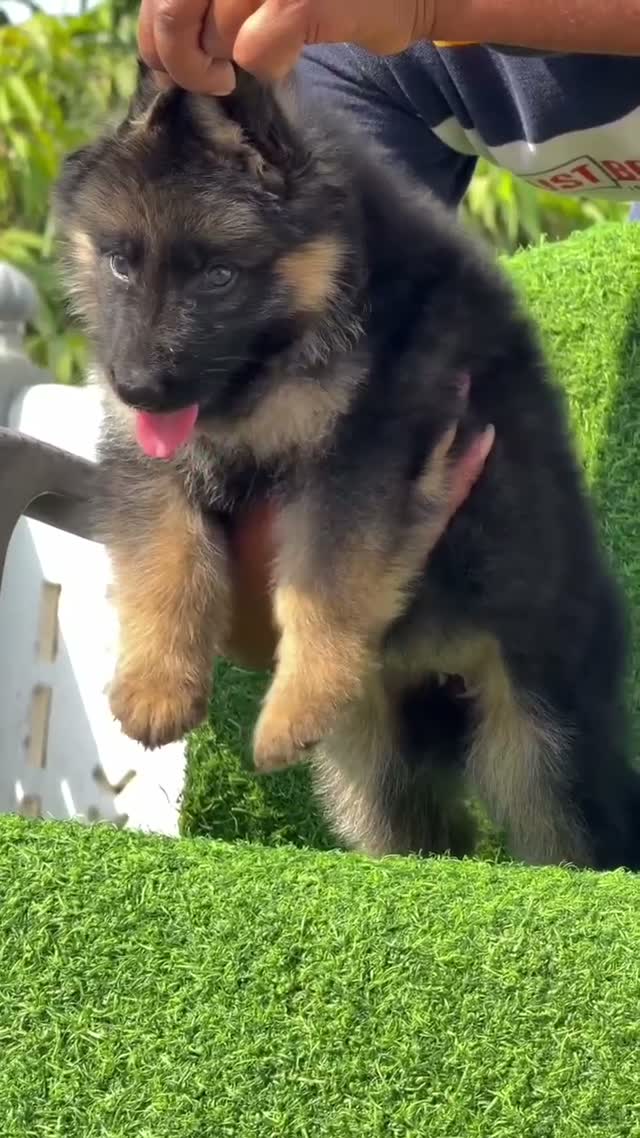 German Shepherd Puppy, farm video