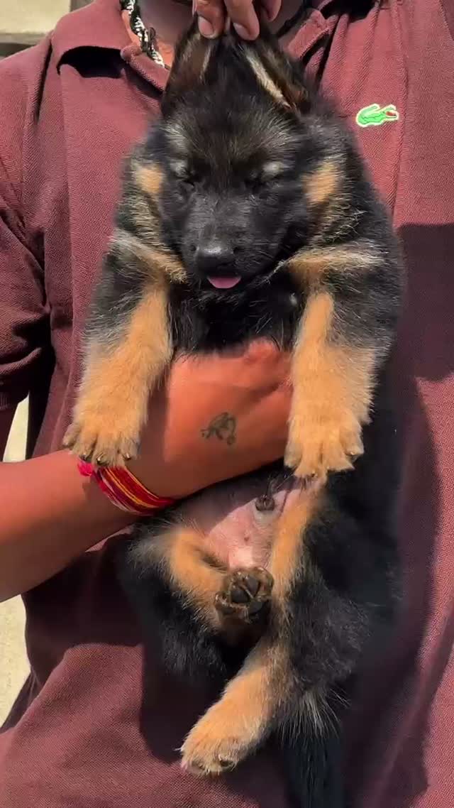 German Shepherd Puppy, farm video