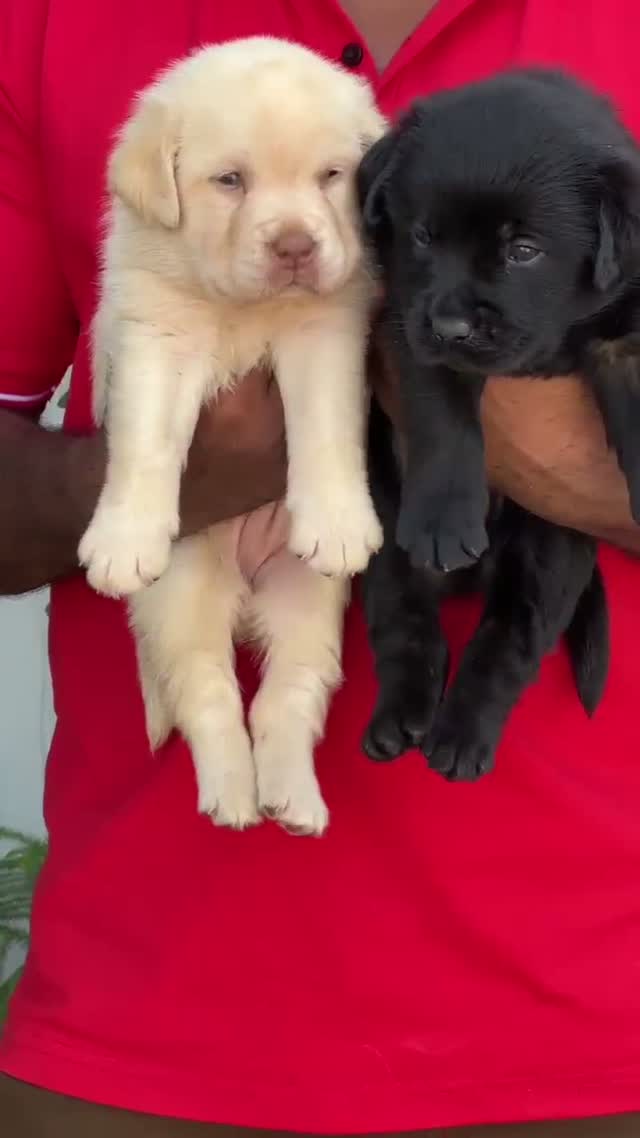 Dachshund Puppy | Brown, farm video