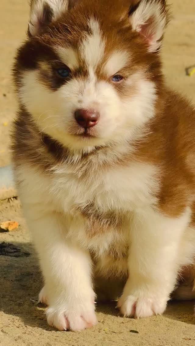 Siberian Husky Puppy | Black & White Color, farm video