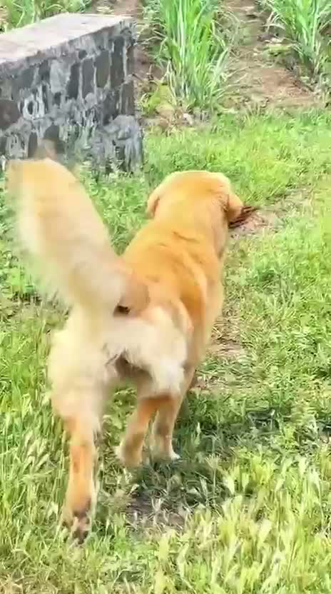Golden Retriever, farm video