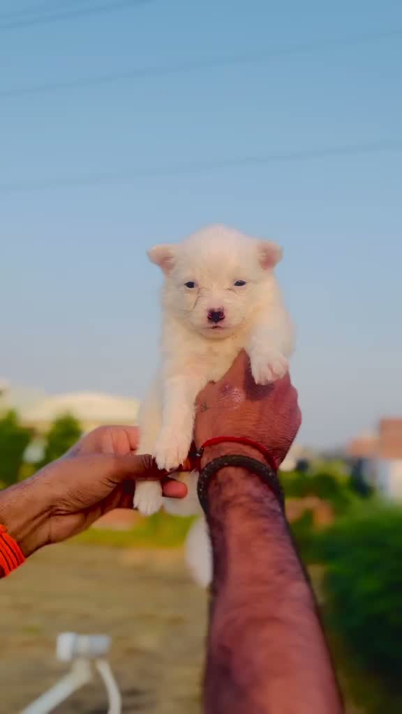 Pomeranian Puppy, farm video
