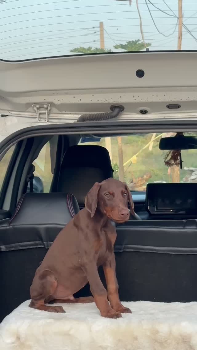 European Doberman Puppy, farm video