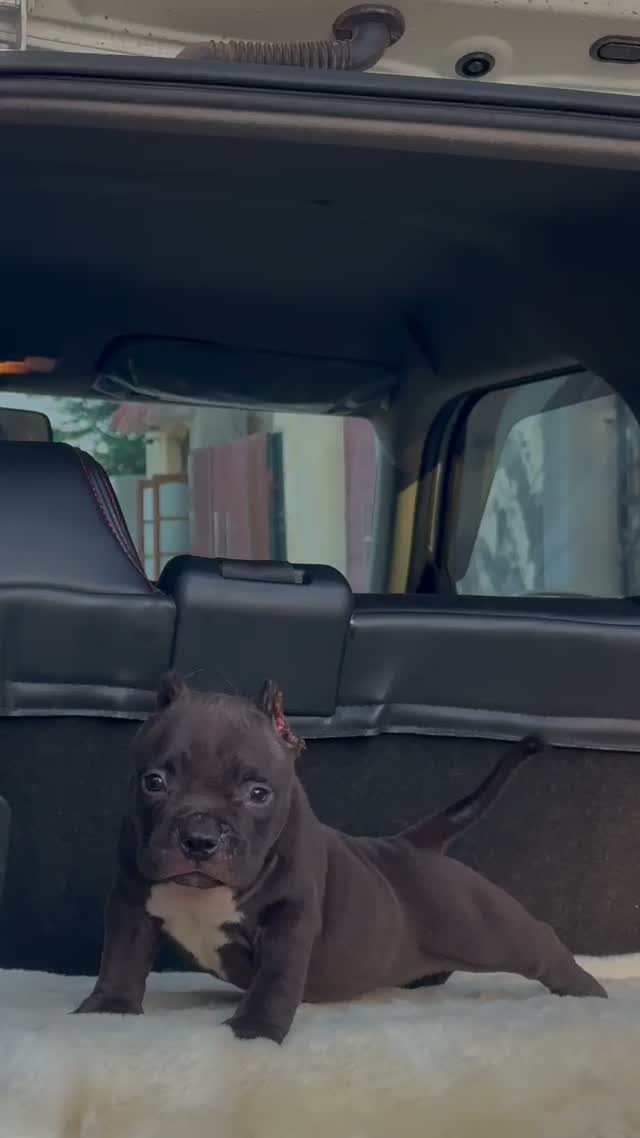 American Bully Pocket Size Puppy, farm video