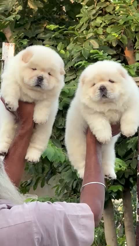 Chow Chow Puppies, farm video
