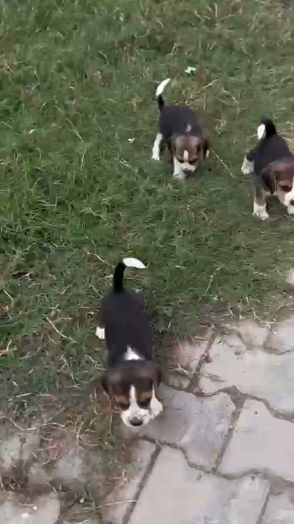 Dachshund Puppy | Brown, farm video